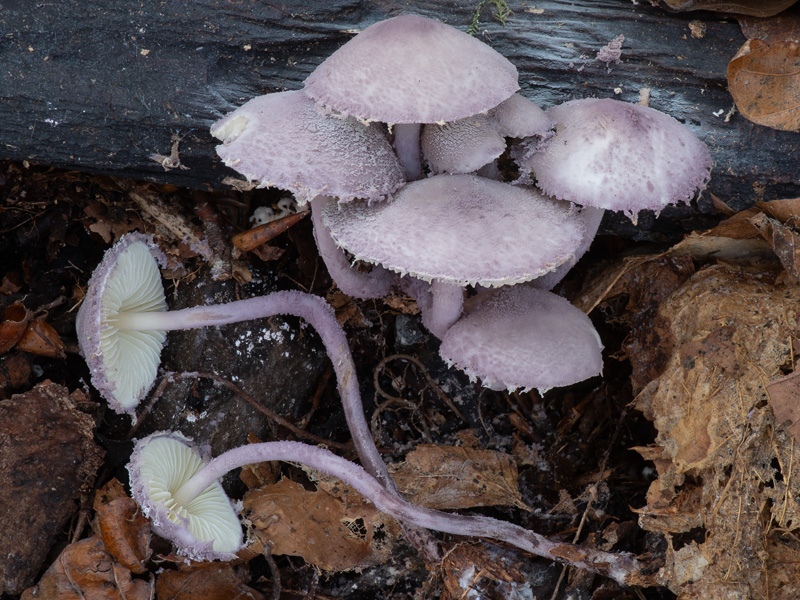 Cystolepiota bucknallii